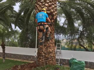 Poda y afeitado de tronco, las dos flores jardineria las dos flores jardineria فناء أمامي