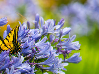 Naturaleza viva, Roberto Doger Fotografía Roberto Doger Fotografía Больше комнат