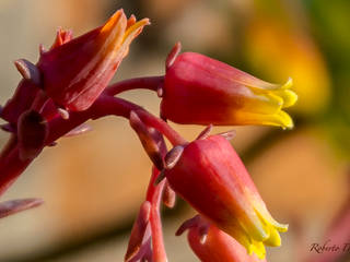 Naturaleza viva, Roberto Doger Fotografía Roberto Doger Fotografía 다른 방