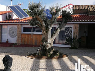 Plantação de oliveiras centenárias, Catobranco Lda Catobranco Lda Jardines de estilo mediterráneo