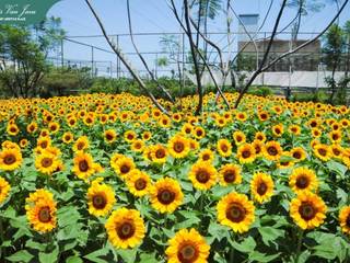 SUNFEST Sunflower Festival at Paris an Java Bandung, Beta Landscape Indonesia Beta Landscape Indonesia Commercial spaces ایلومینیم / زنک Yellow