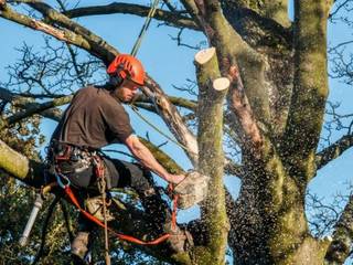 Abilene Tree Trimming, Abilene Tree Trimming Abilene Tree Trimming ห้องน้ำ