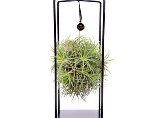 air plant met deco frame, jadyshop.nl jadyshop.nl Industriale Wohnzimmer Metall