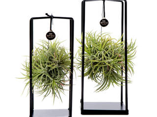 air plant met deco frame, jadyshop.nl jadyshop.nl Industriale Wohnzimmer Metall