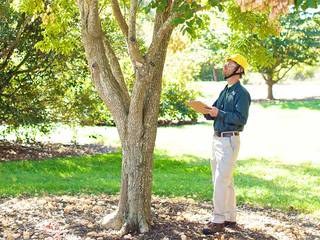 Thunder Bay Tree Service, Thunder Bay Tree Service Thunder Bay Tree Service Closets campestres