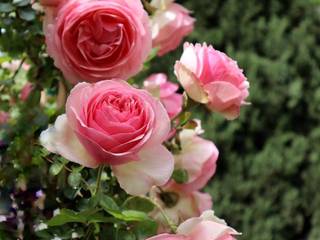 Rose rampicanti, profumate e rifiorenti, Yougardener Yougardener Classic style garden