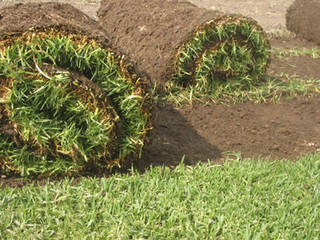 pasto natural, jardineria y paisajismo jardineria y paisajismo Jardines delanteros Bambú Verde