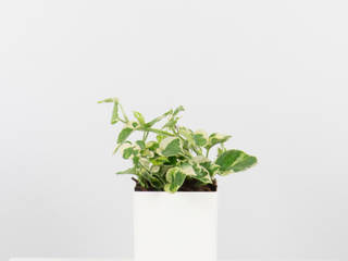 Plantas de Interior Fáceis de Cuidar, Bioma Plants Bioma Plants インテリアガーデン