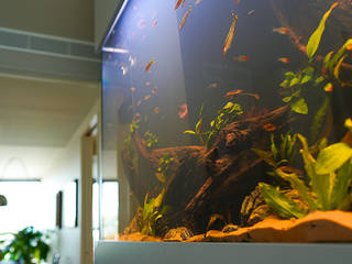 880litre Integrated Freshwater Planted Aquarium , Liquid Habitat Liquid Habitat Classic style corridor, hallway and stairs