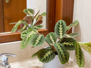 10 Plantas de Interior Para Iniciantes, Urban Jungle - Plantas e Projectos Urban Jungle - Plantas e Projectos Jardines de estilo moderno Plantas y accesorios