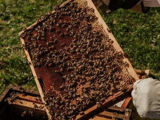 Die erste eigene Bienenhaltung, press profile homify press profile homify Casetta da giardino