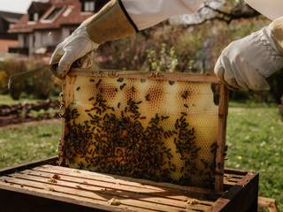 Die erste eigene Bienenhaltung, press profile homify press profile homify Casetta da giardino