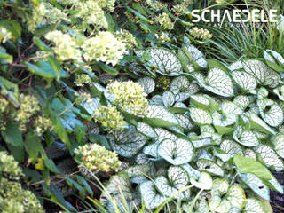 Jardin ambiance Mediterrenéenne en Alsace (68) Haut-Rhin, SCHAEDELE PAYSAGISTE SCHAEDELE PAYSAGISTE Jardin avant Aluminium/Zinc