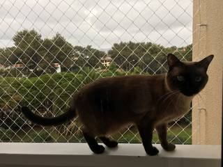 Telas de proteção para Gatos em sacadas e Janelas , ANTIKEDA ANTIKEDA Autres espaces Synthétique Marron