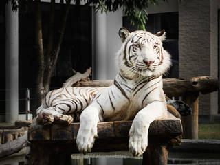What Does It Mean To Dream About A Tiger, Home Renovation Home Renovation クラシックデザインの リビング
