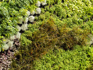 Outdoor Vertical Garden in Bishopscourt Driveway , Living Green Walls Living Green Walls Tropical style walls & floors