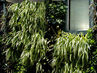 Indoor Vertical Garden in Conservatory, Living Green Walls Living Green Walls Tropical style conservatory