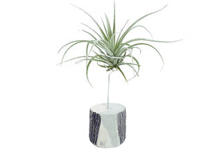 Air Plants Decor , Barbara Barbara Jardín interior