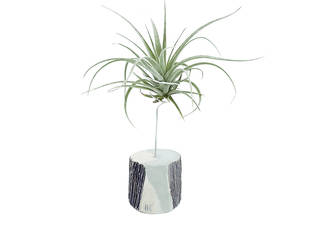 Air Plants Decor, UpGardens UpGardens Jardim interior