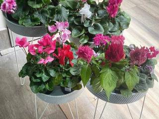 Elementos decorativos para decorar con plantas , Decomplements Decomplements Wohnung