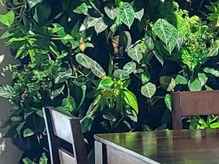 Lighten up your living room with our exotic Living wall, Interioforest Plantscaping Solutions Interioforest Plantscaping Solutions Salas de estar modernas