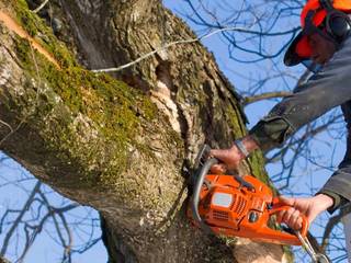 Tree Removal North West Trees And Stumps Otros espacios Chainsaw, Plant, Helmet, Workwear, Glove, Branch, Tree, Wood, Trunk, Woody plant