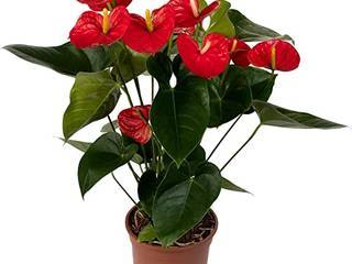 Anthurium with flowers, Press profile homify Press profile homify Innengarten