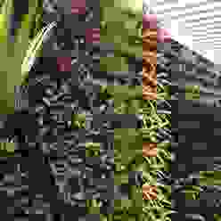 Mr & Mrs Pannerselvam's Residence, Muraliarchitects Muraliarchitects Modern balcony, veranda & terrace Flower,Plant,Terrestrial plant,Flowering plant,Shrub,Annual plant,Garden,Vascular plant,Plant stem,Herb