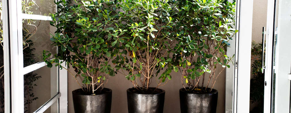 14 idee per creare un piccolo giardino in diverse parti della casa Creare un piccolo giardino in casa