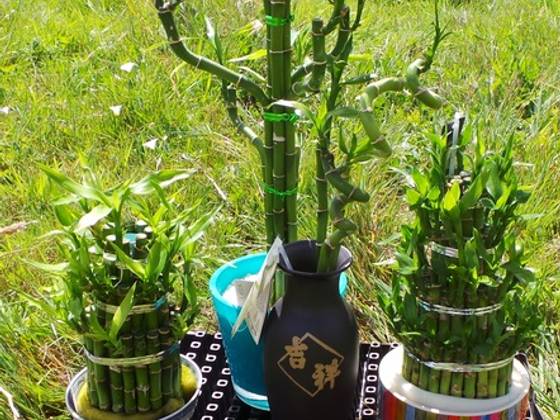 House plants