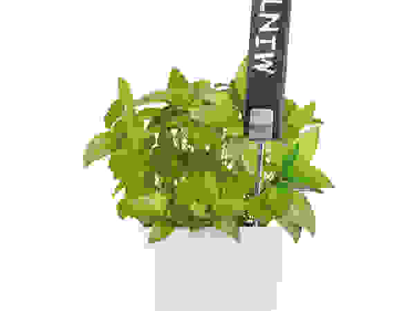 Blomus Balconies, verandas & terraces Plants & flowers