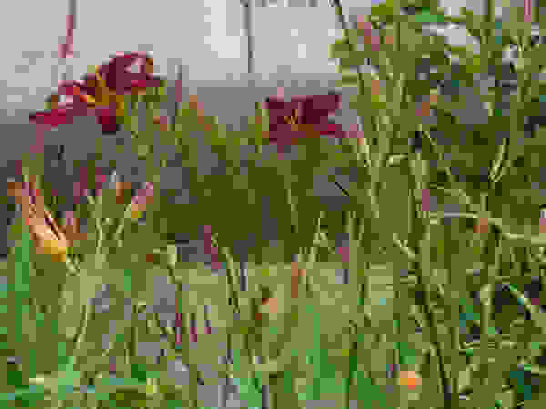 Walled Garden, Bradford Upon Avon Katherine Roper Landscape & Garden Design Taman Modern