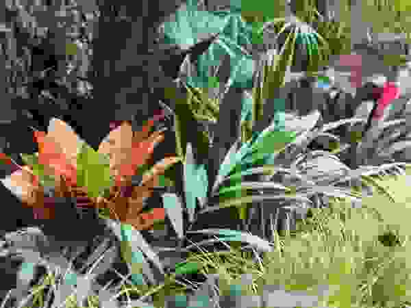 Estudio Nicolas Pierry: Diseño en Arquitectura de Paisajes & Jardines Tropical style garden