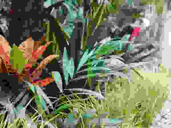 Estudio Nicolas Pierry: Diseño en Arquitectura de Paisajes & Jardines Tropical style garden