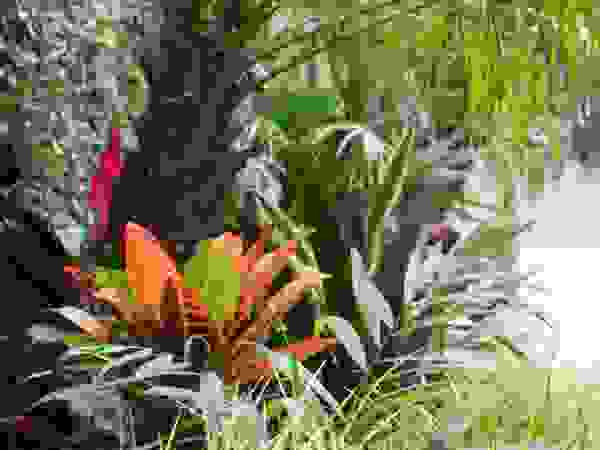 Estudio Nicolas Pierry: Diseño en Arquitectura de Paisajes & Jardines Tropical style garden