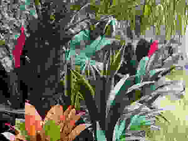 Estudio Nicolas Pierry: Diseño en Arquitectura de Paisajes & Jardines Tropical style garden
