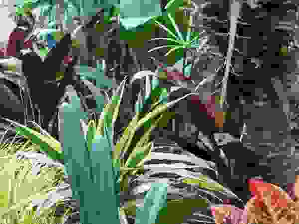 Estudio Nicolas Pierry: Diseño en Arquitectura de Paisajes & Jardines Tropical style garden