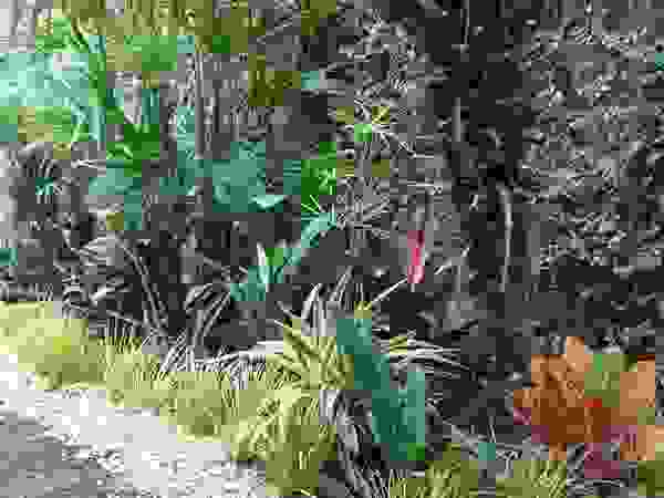 Estudio Nicolas Pierry: Diseño en Arquitectura de Paisajes & Jardines Tropical style garden