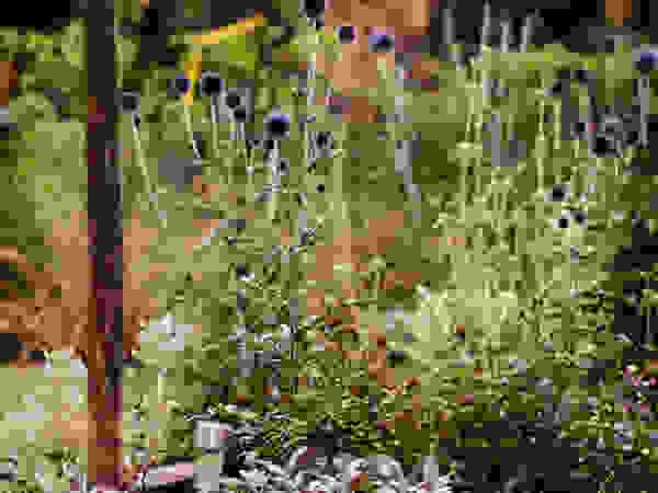Green Point Garden Design