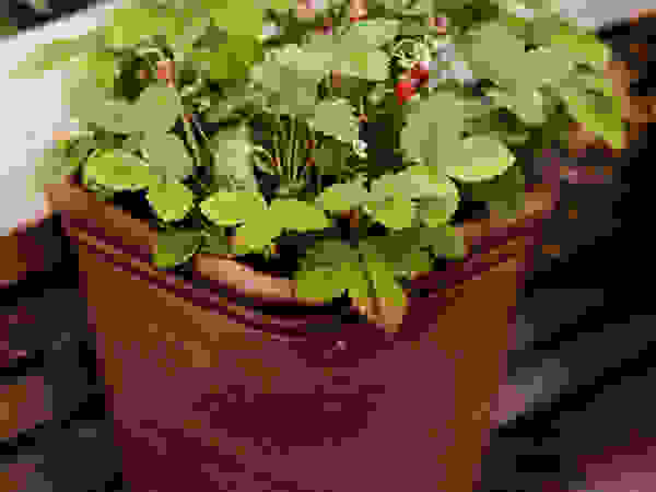 Green Point Garden Design
