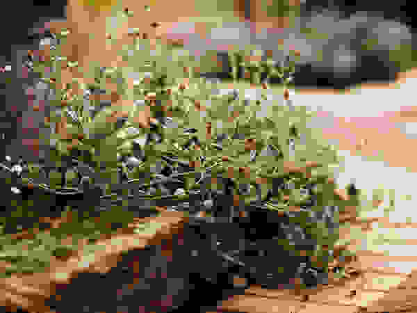 Green Point Garden Design