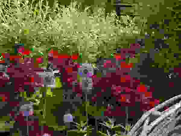 Ontwerpstudio Angela's Tuinen Modern garden