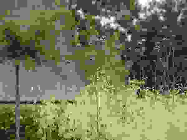 Ontwerpstudio Angela's Tuinen Modern garden