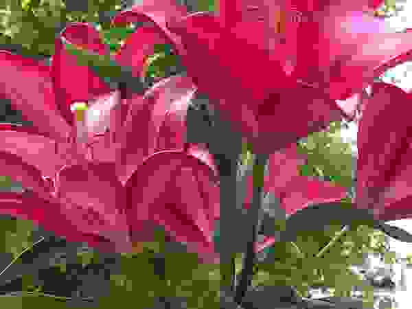 Verde Progetto - Adriana Pedrotti Garden Designer