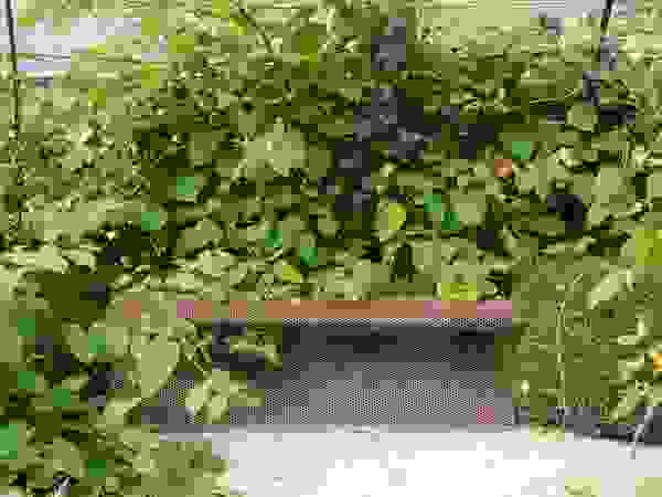 Anna Paghera s.r.l. - Green Design Mediterranean style garden