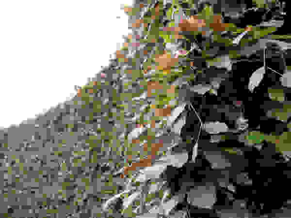 Anna Paghera s.r.l. - Green Design Mediterranean style garden