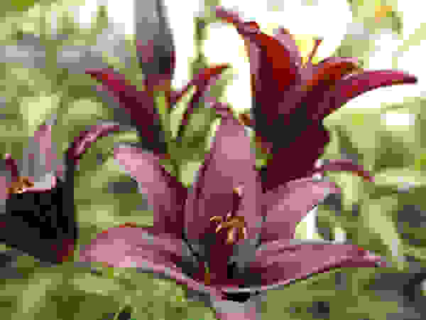 Anna Paghera s.r.l. - Green Design Mediterranean style garden