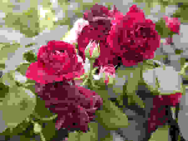 Anna Paghera s.r.l. - Green Design Garden Plants & flowers
