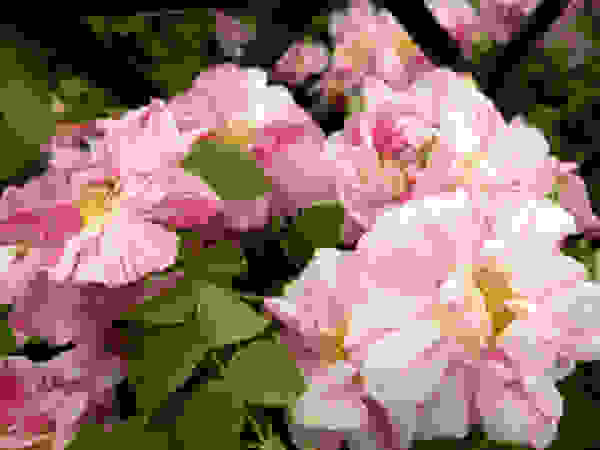 Anna Paghera s.r.l. - Green Design Garden Plants & flowers