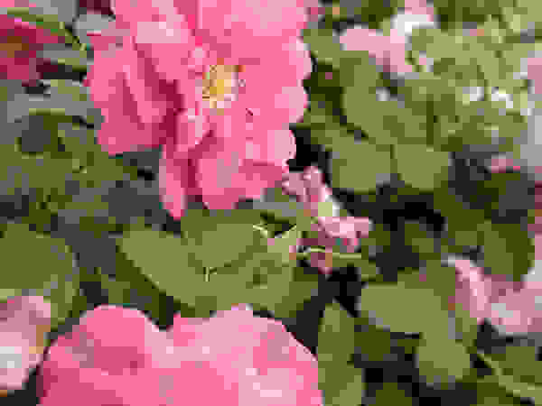 Anna Paghera s.r.l. - Green Design Garden Plants & flowers